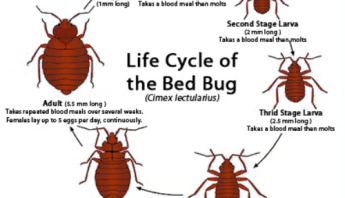 Coconut Creek Battles Bed Bug Epidemic