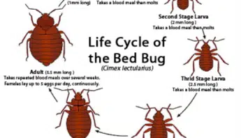 Coconut Creek Battles Bed Bug Epidemic