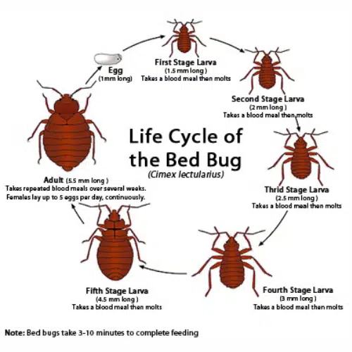 Coconut Creek Battles Bed Bug Epidemic