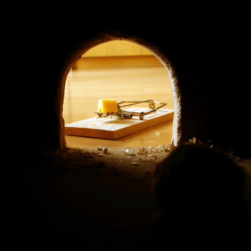 Keep Rodents Guessing With Prevention