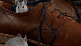 Mice And Menace No More