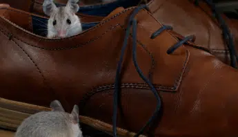 Mice And Menace No More