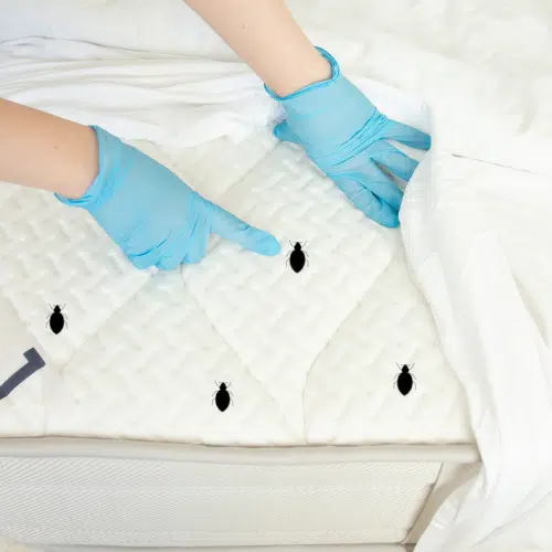 Outwitting Bed Bugs Margate Style