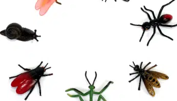 Homes Win When Bugs Lose