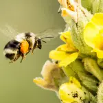 Protect Pollinators Cultivate Thriving Yards