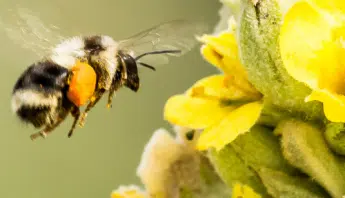 Protect Pollinators Cultivate Thriving Yards