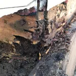 Strong Homes Resist Termite Damage