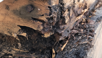 Strong Homes Resist Termite Damage