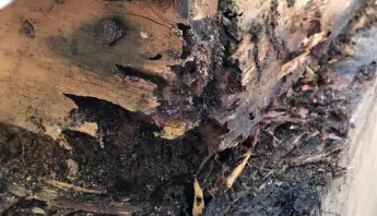 Strong Homes Resist Termite Damage