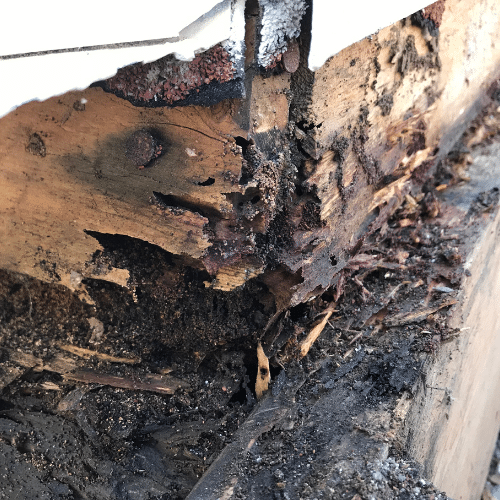 Strong Homes Resist Termite Damage