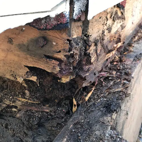 Strong Homes Resist Termite Damage