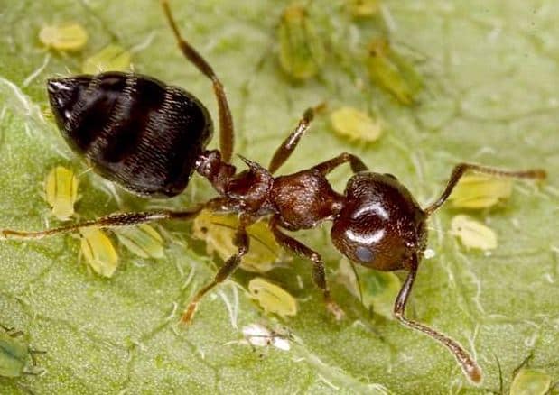 acrobat ant