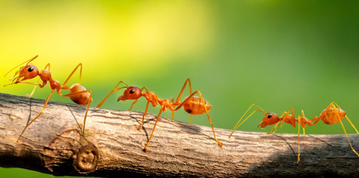 Ants