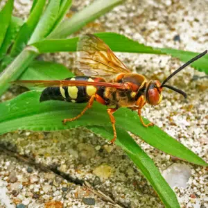 Wasp Nest Removal