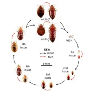 Life cycle of Bed Bugs