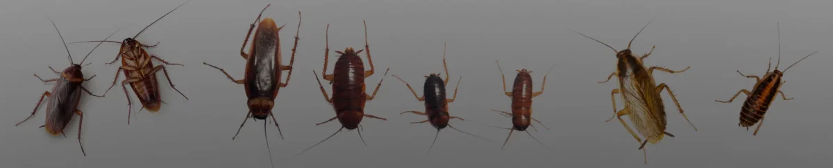 Cockroach Management