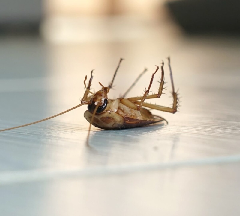 cockroaches