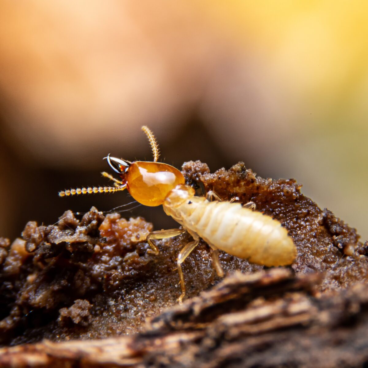 Termite