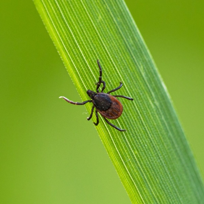 Ticks