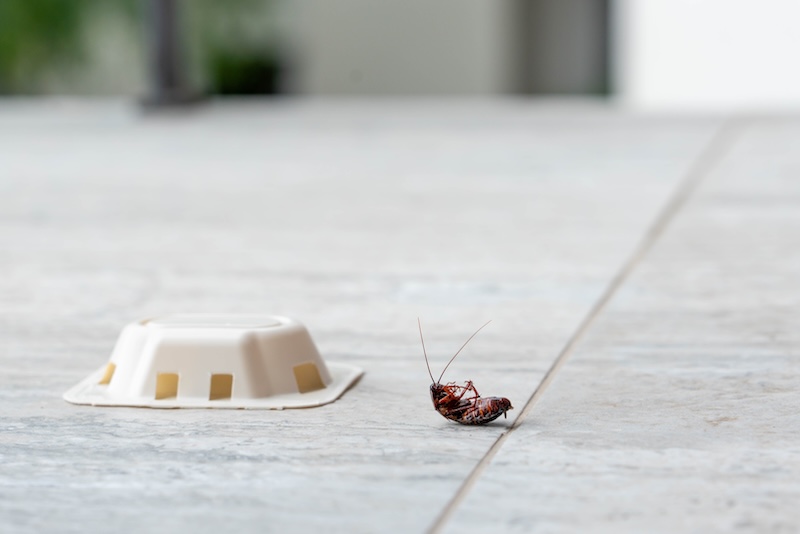 Signs You Need a Pro: When Your "Little Bug Problem" Is Actually a Major Infestation