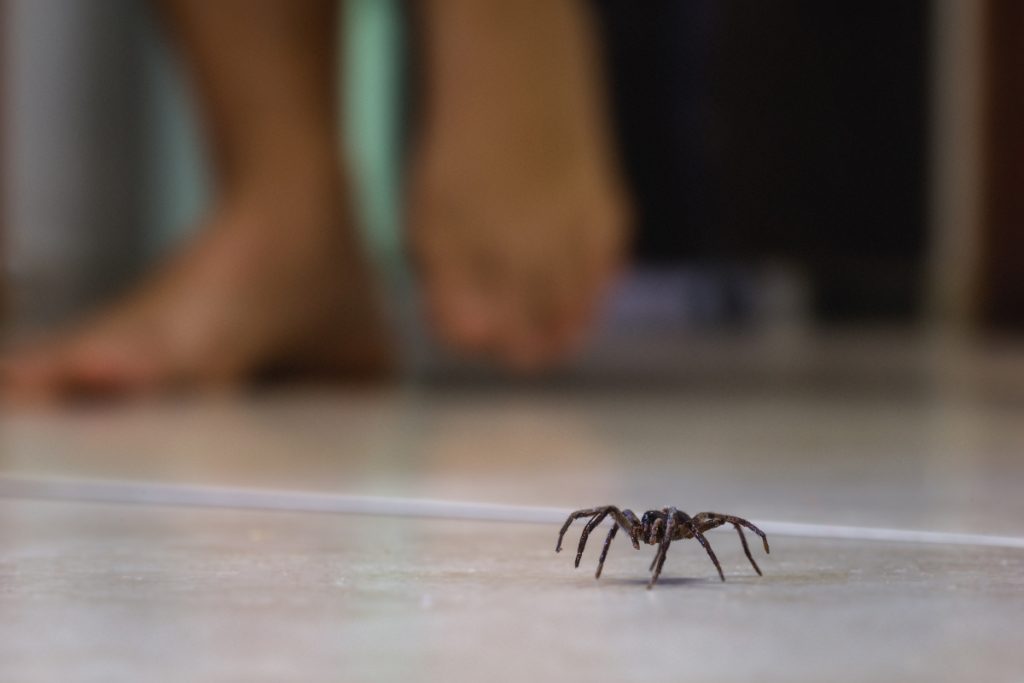 Spiders