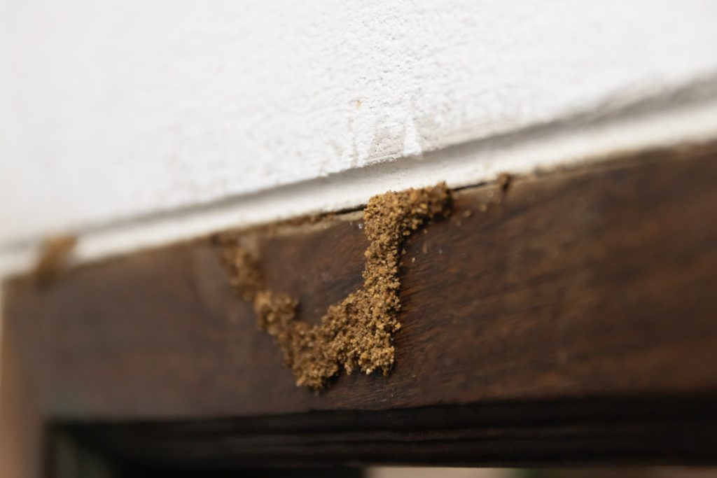 Signs of Termites Signs of Termites