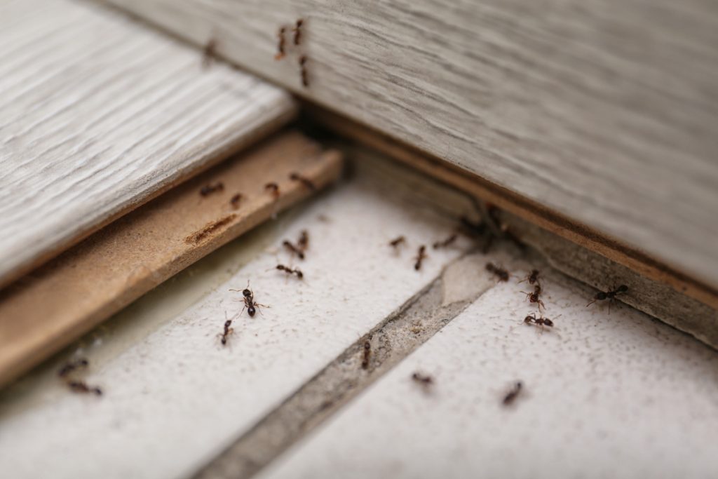 ants