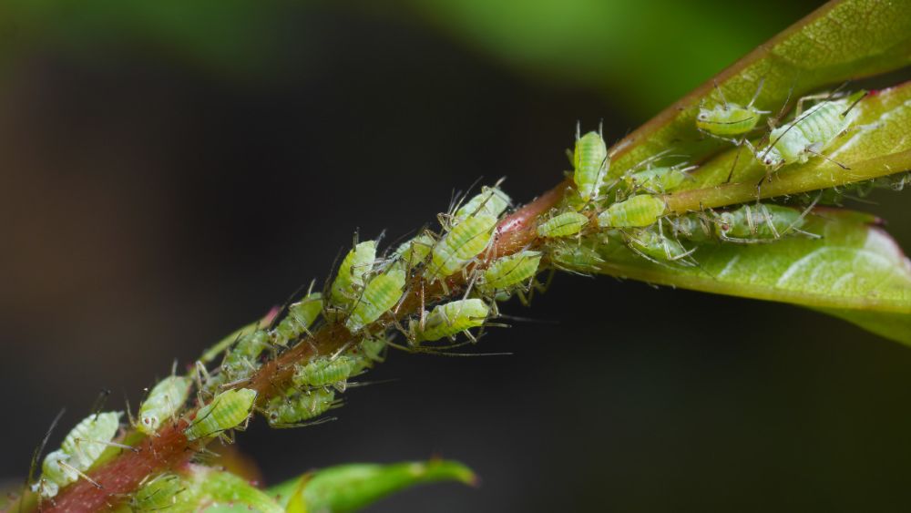Aphids