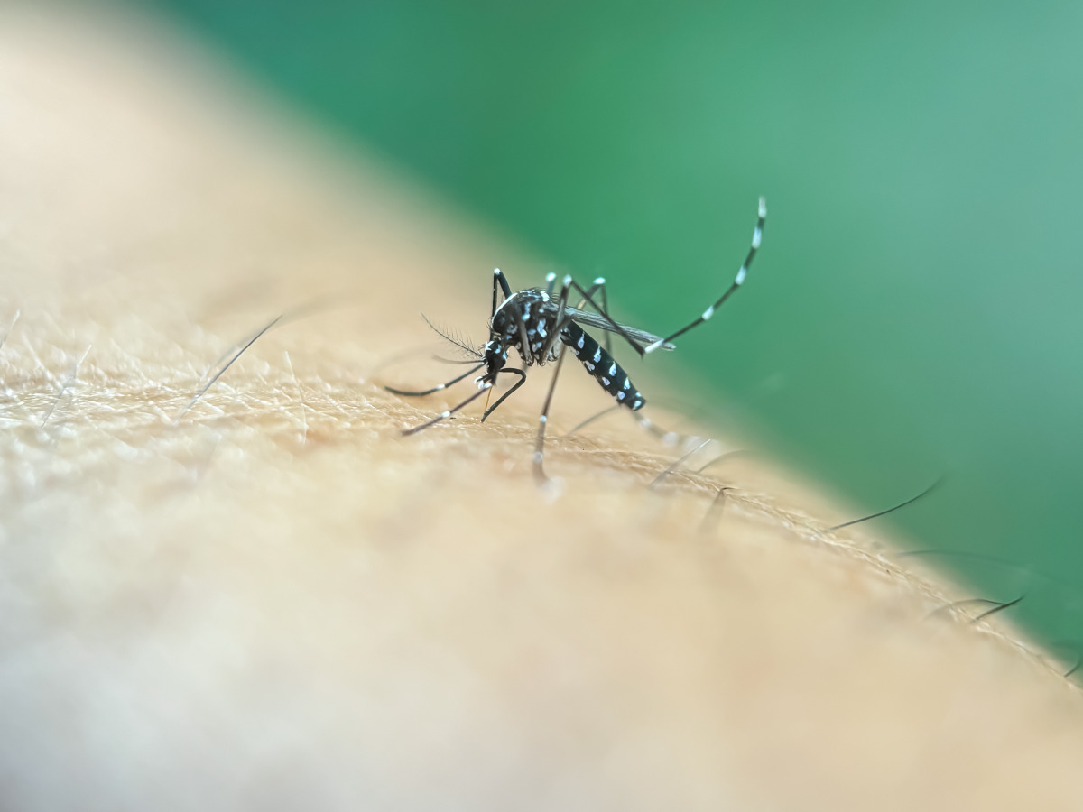 Asian tiger mosquito