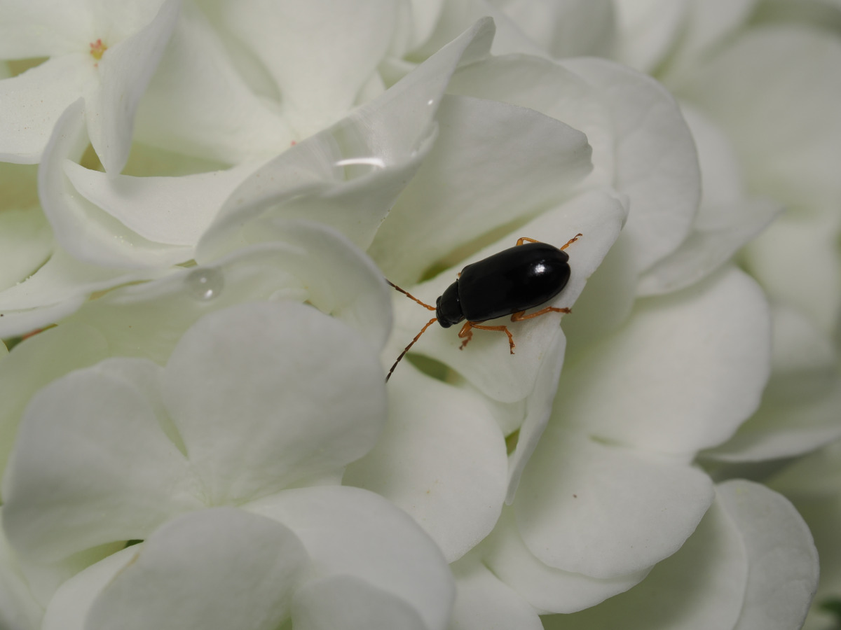 Bean Weevil