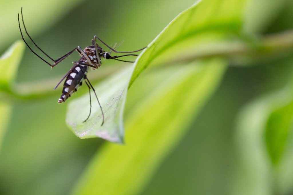 Black salt marsh mosquito