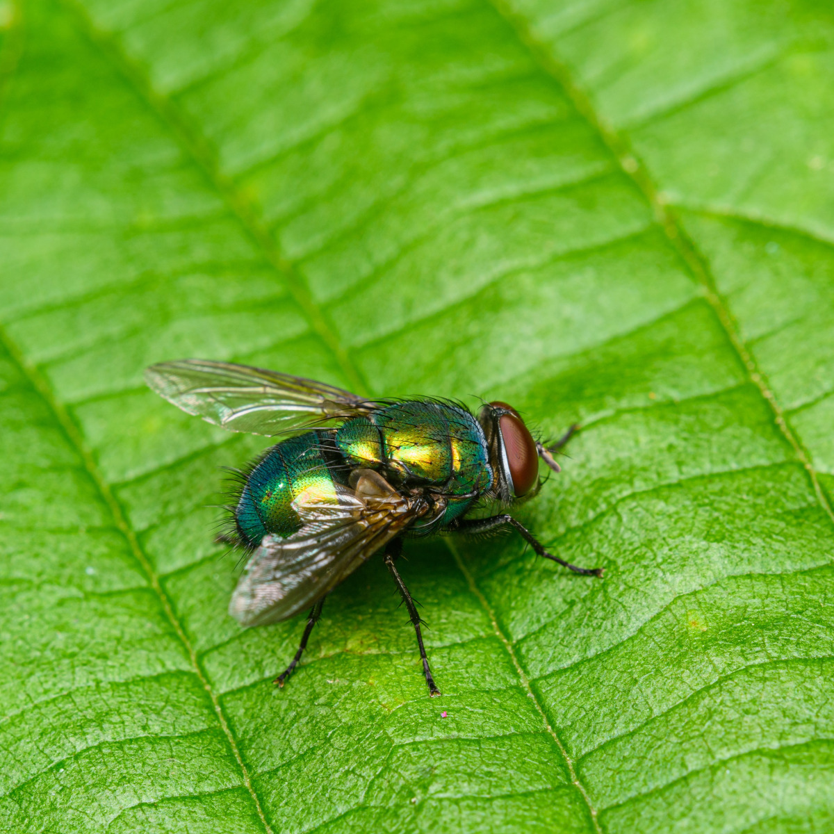 Bottle Fly