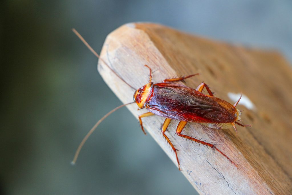 Brown Cockroach