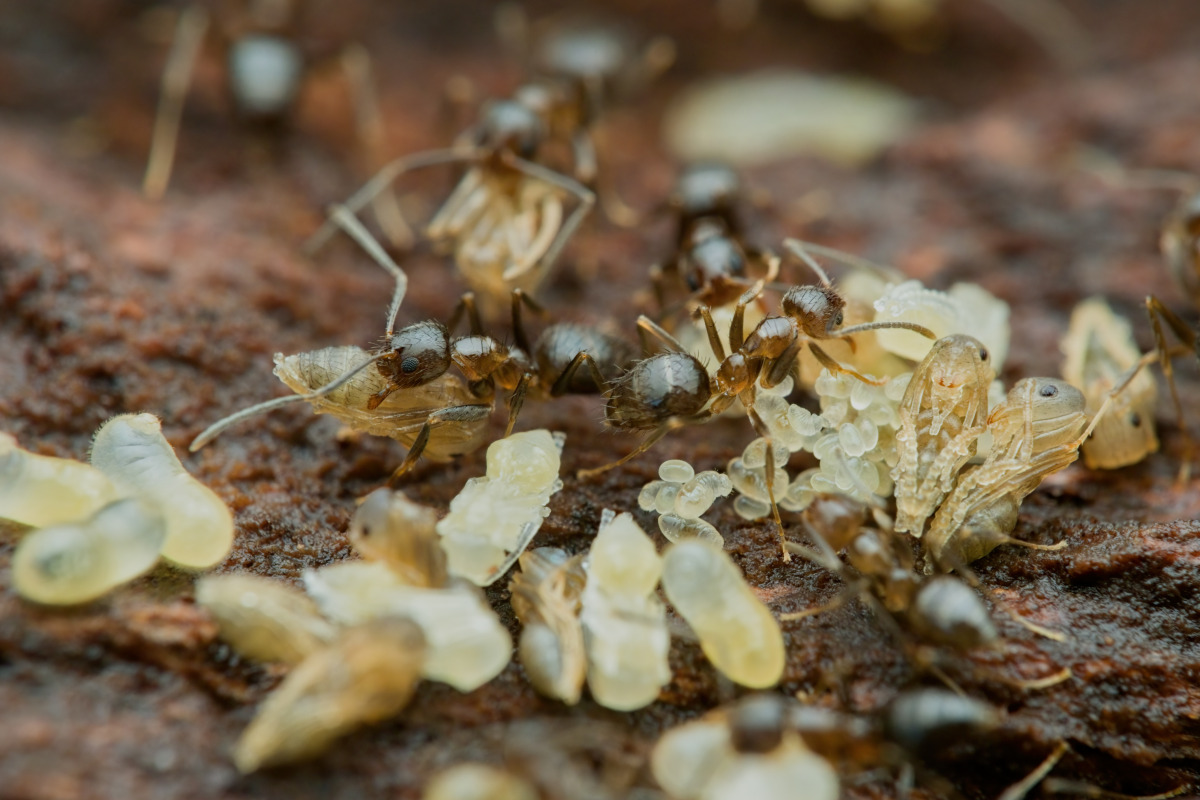 Caribbean Crazy Ant