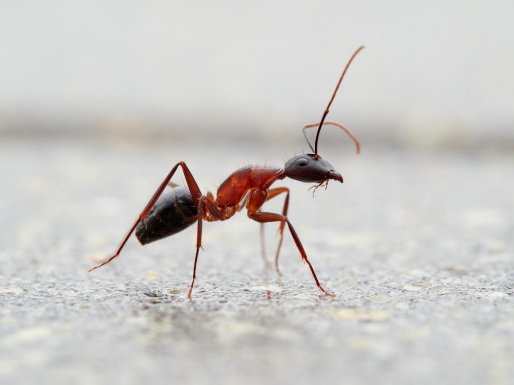 Florida Carpenter Ant