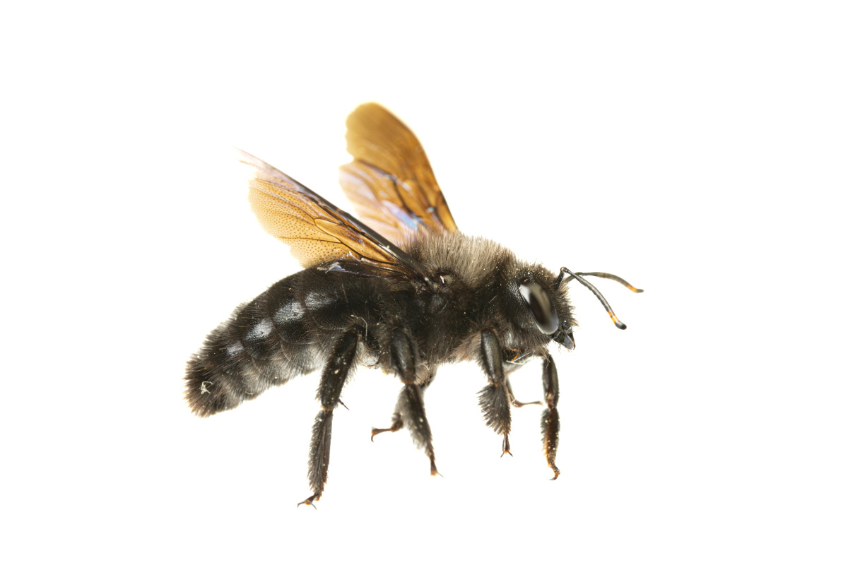 Carpenter Bee