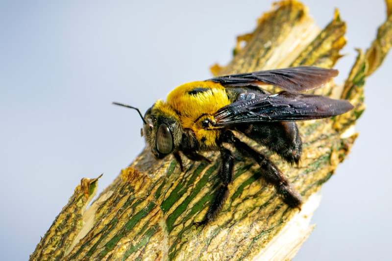 Carpenter Bee Carpenter Bee