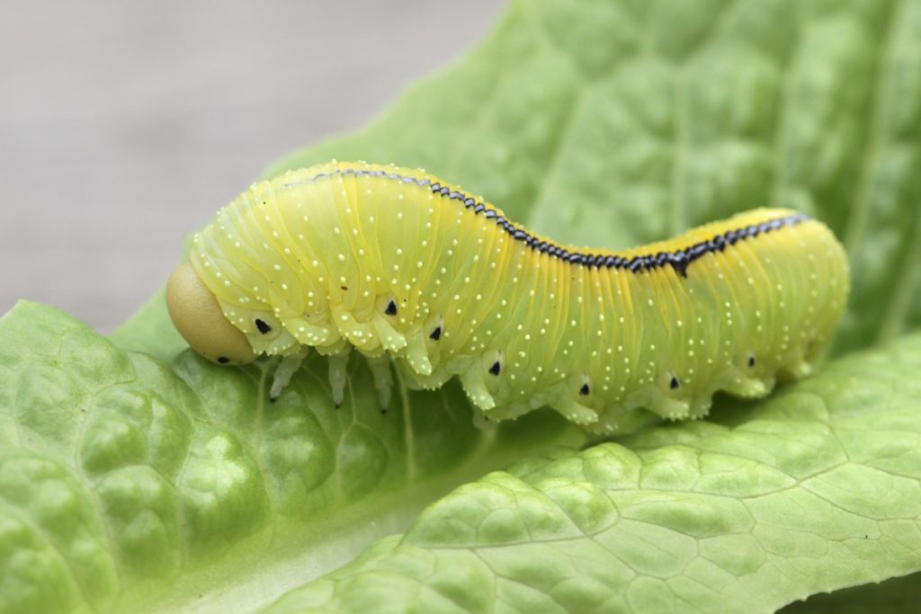 Caterpillars
