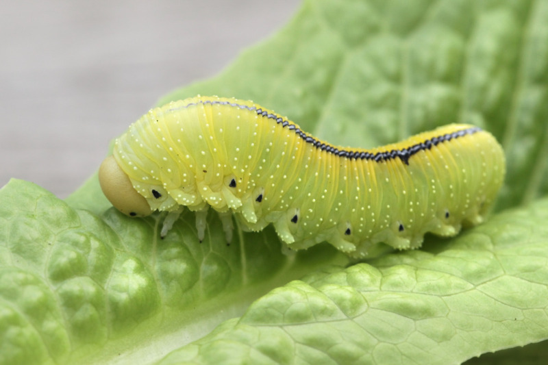 Caterpillar Caterpillar