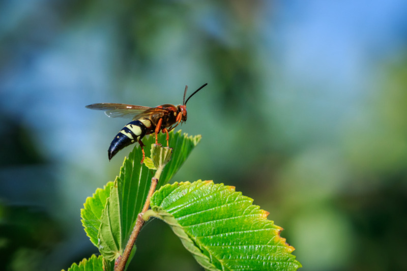 Cicada killer wasp Cicada Killer Wasp