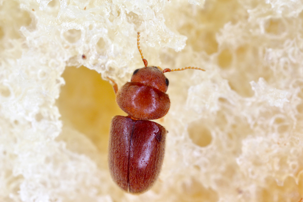 Cigarette Beetle