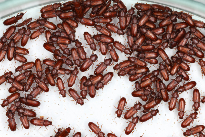 Confused Flour Beetle Confused Flour Beetle
