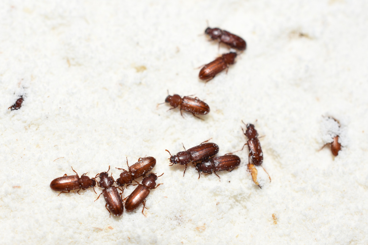 Confused Flour Beetle
