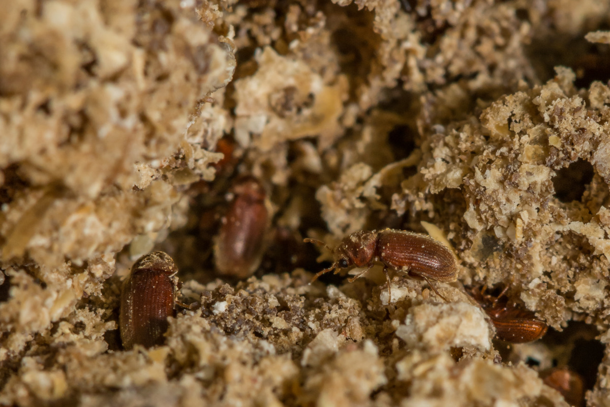Drugstore Beetle