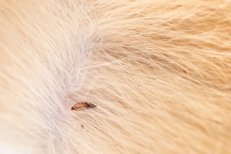 Cat flea cat flea