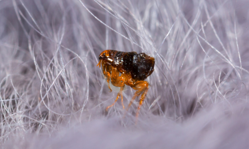 Dog flea Dog Fleas