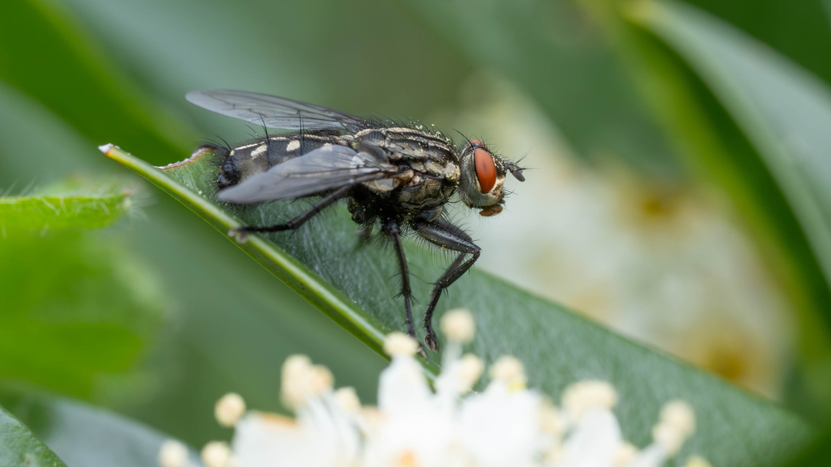 Flesh Flies