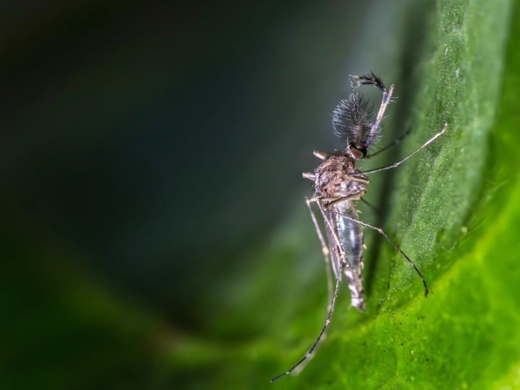 Floodwater mosquito