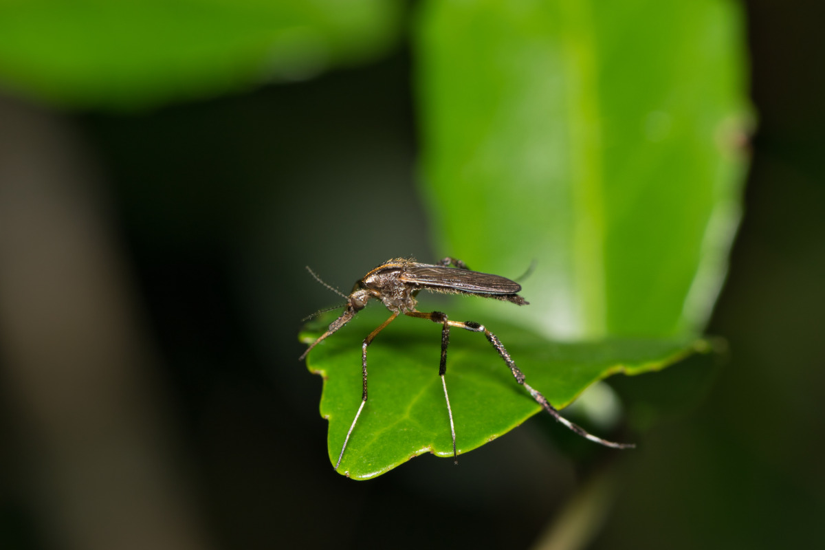 Gallinipper mosquito