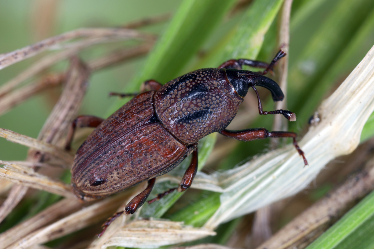 Hunting Billbug